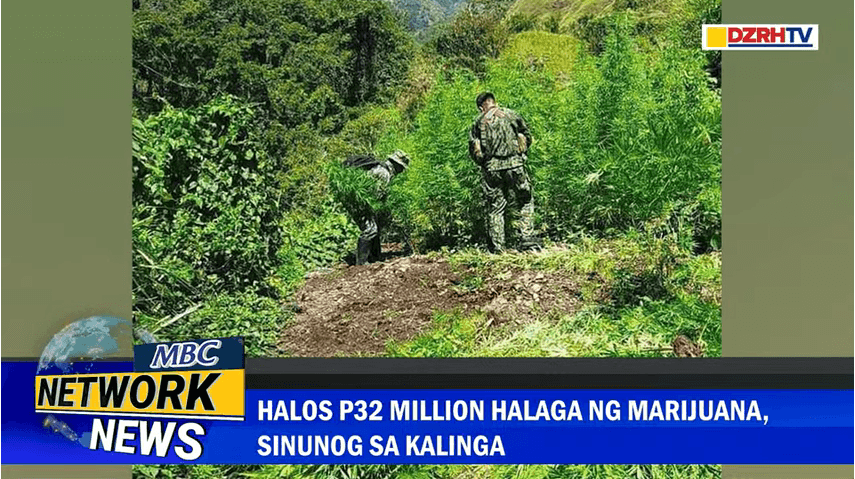 ₱32 million worth of marijuana destroyed in Kalinga